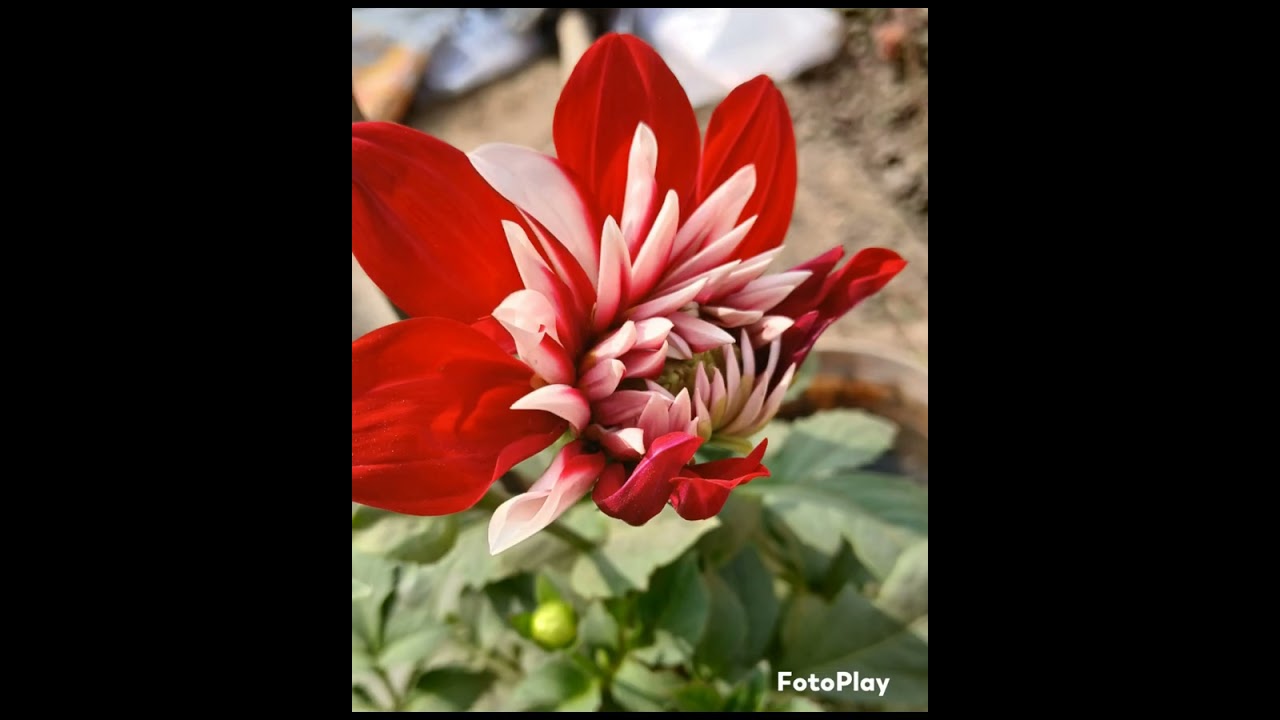 VALO-----BASA.......by Banasree Bhattacharya. 