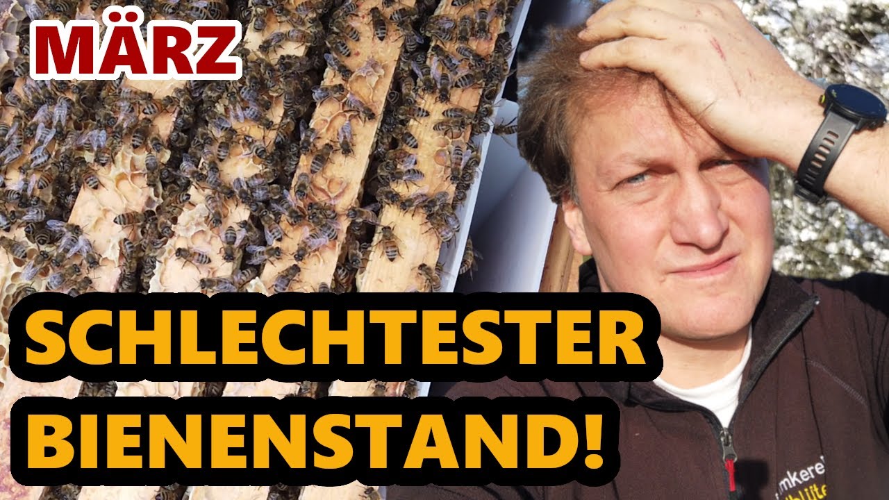 Schlechtester Bienenstand  | Bienengesundheit im März | Bienenbaum pflanzen | Weissacher Imkertag