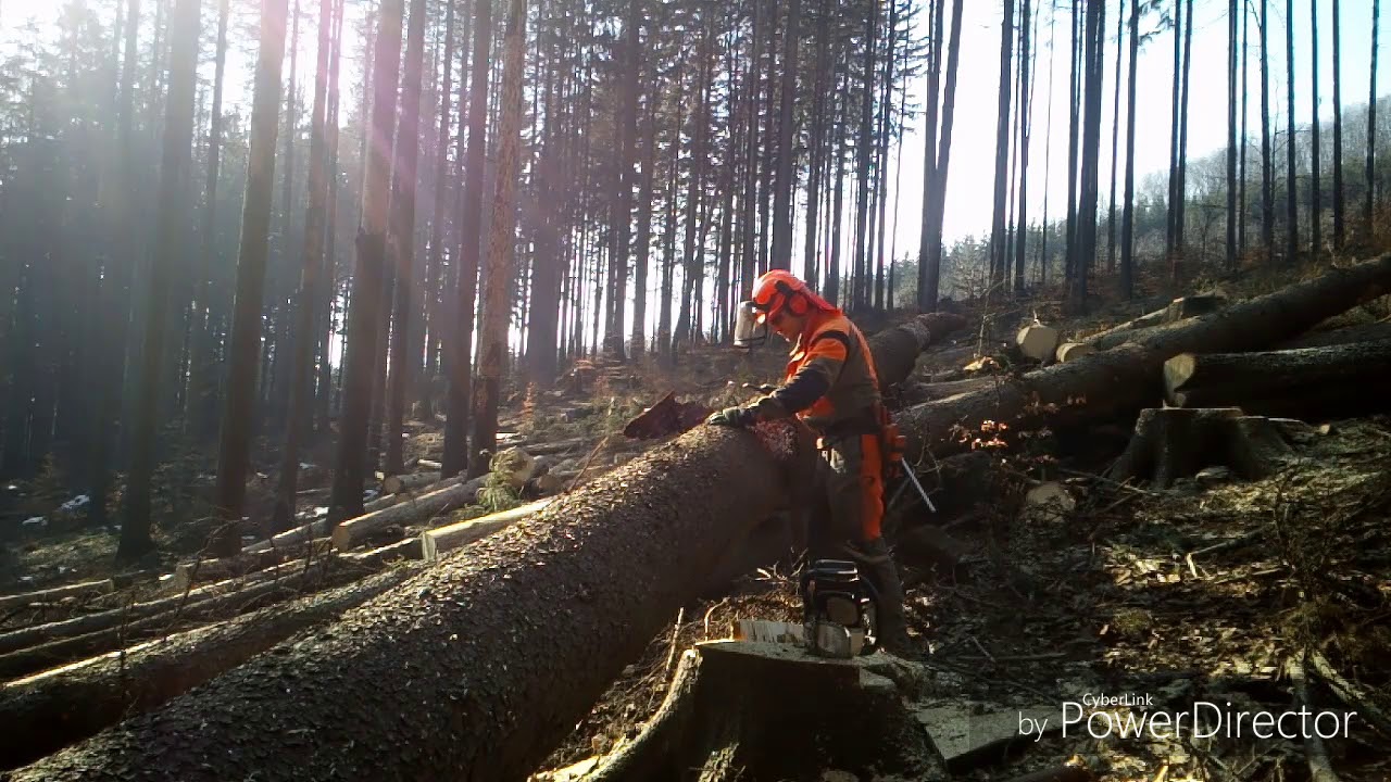 Working in forest, 88-2018, Im wald arbeiten, Pr&aacute;ce v lese 🇨🇿