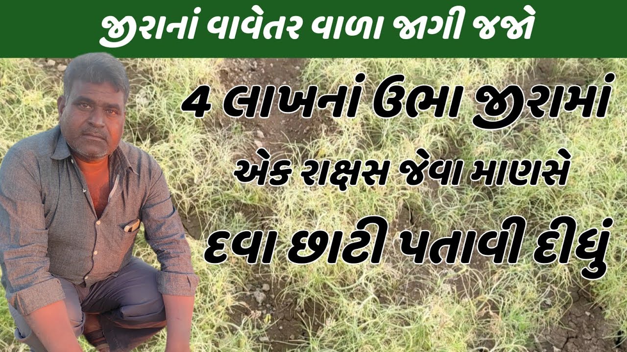 જીરા વાળા ચેતી જજો.. 4 લાખનાં ઉભા જીરા ને એક રાક્ષસે પતાવી દીધું.. || Indian farmer tips