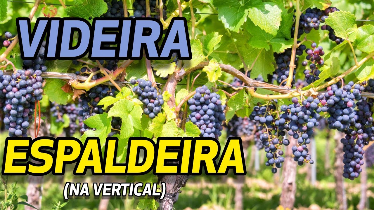 Como conduzir a videira em ESPALDEIRA no clima quente | Condução da videira (PARTE 1)