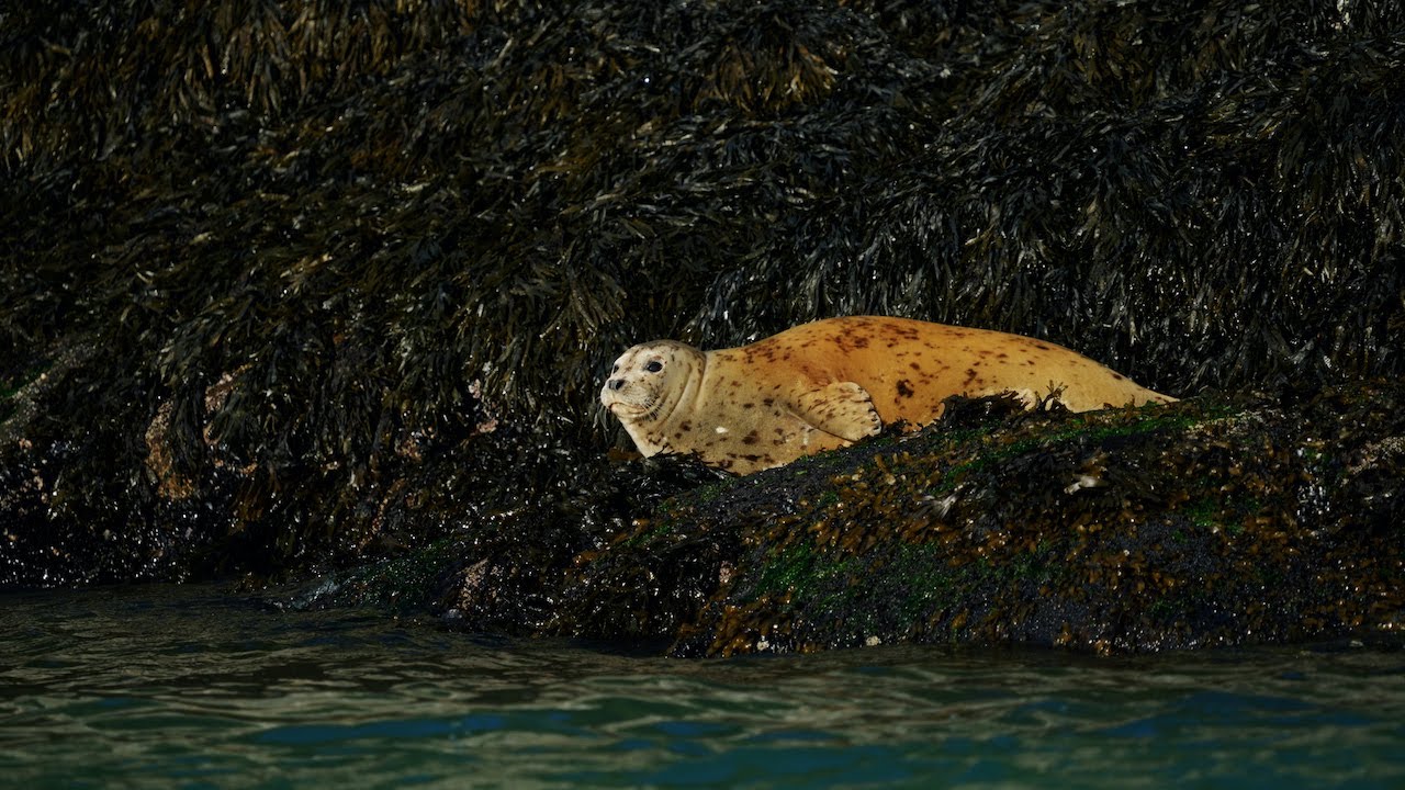 Waterfalls & Wildlife Boat Tour - Skagway, Alaska