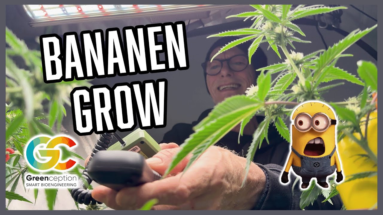 Warum h&auml;ngen bei uns  🍌 Bananen im Grow? | Greenception LED Test 💡