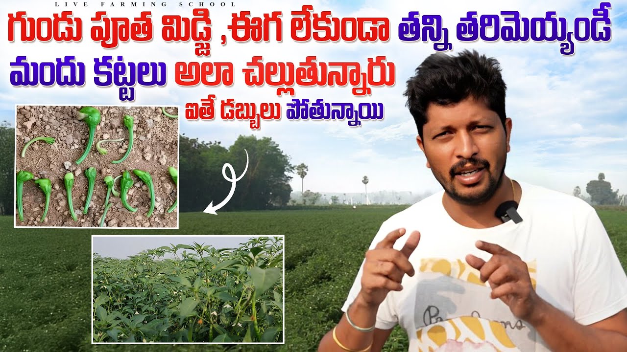 #మిరప గడ్డు పూత... కాయ వంకర లేకుండా ఏమి స్ప్రే చెయ్యాలి..#మిడ్జ్ ఈగ నివారణ...#kamallfs