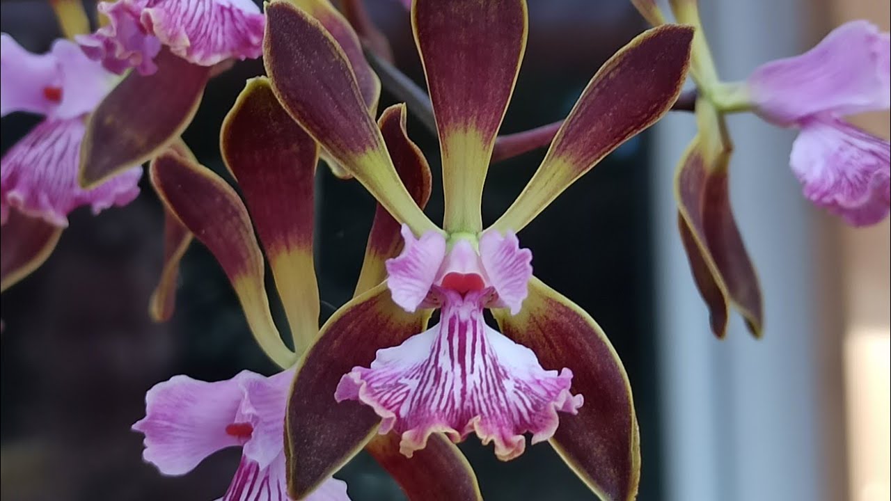 Orchideen in Colomi - Was tun im Urlaub - Wie entwickeln sich die Orchideen draußen