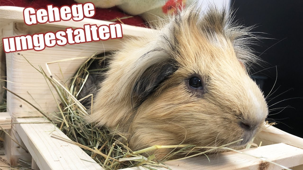 Das Meerschweinchen Gehege wird aufgeteilt | Die Meeries