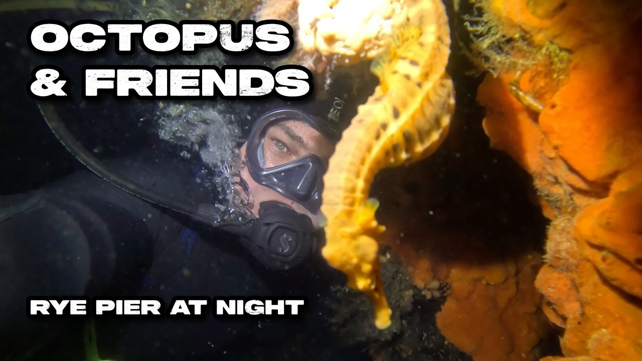 Maori Octopus at Night (Rye Pier - Melbourne - Australia) #octopus  #Underwater #4k #squid #seahorse