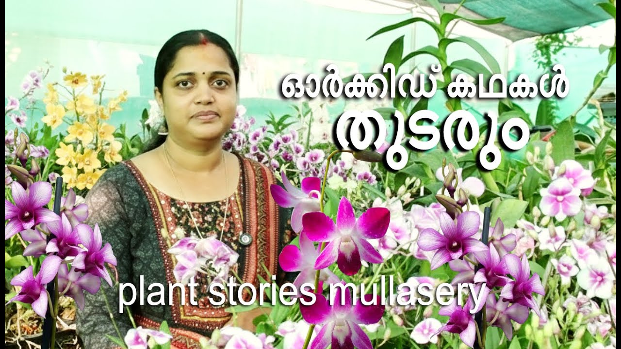 വീട്ടമ്മ പരിപാലിക്കുന്ന അടിപൊളി ഓർക്കിഡ് ഗാർഡൻ തൃശൂർ മുല്ലശേരി l 125 ന്റെ കോമ്പോ l ലൈവ് പോർട്ടിങ് 