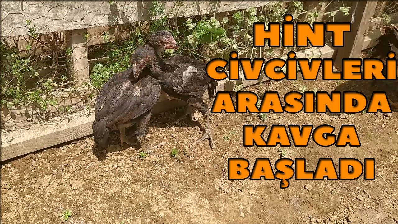 Hint civcivleri kavga etmeye başladı!!!