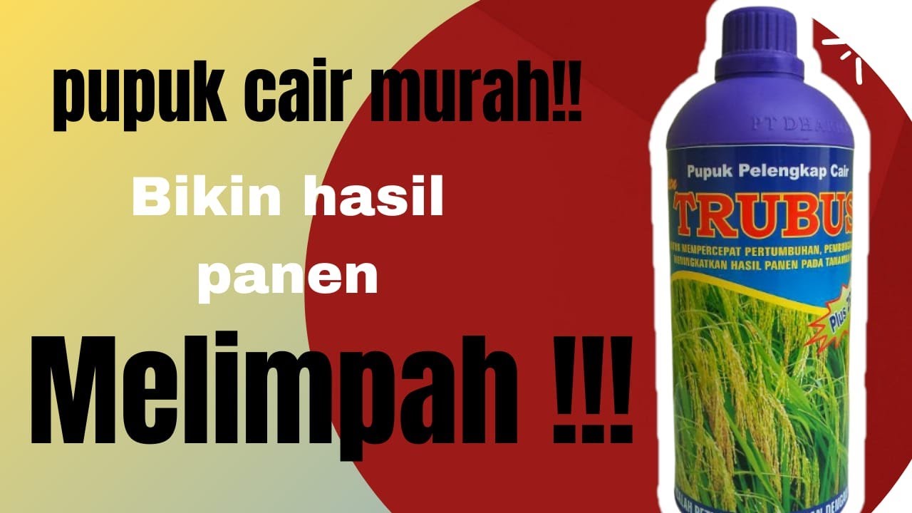 Pupuk Cair Untuk Padi Usia 21 HST , 45 HST dan 60 HST