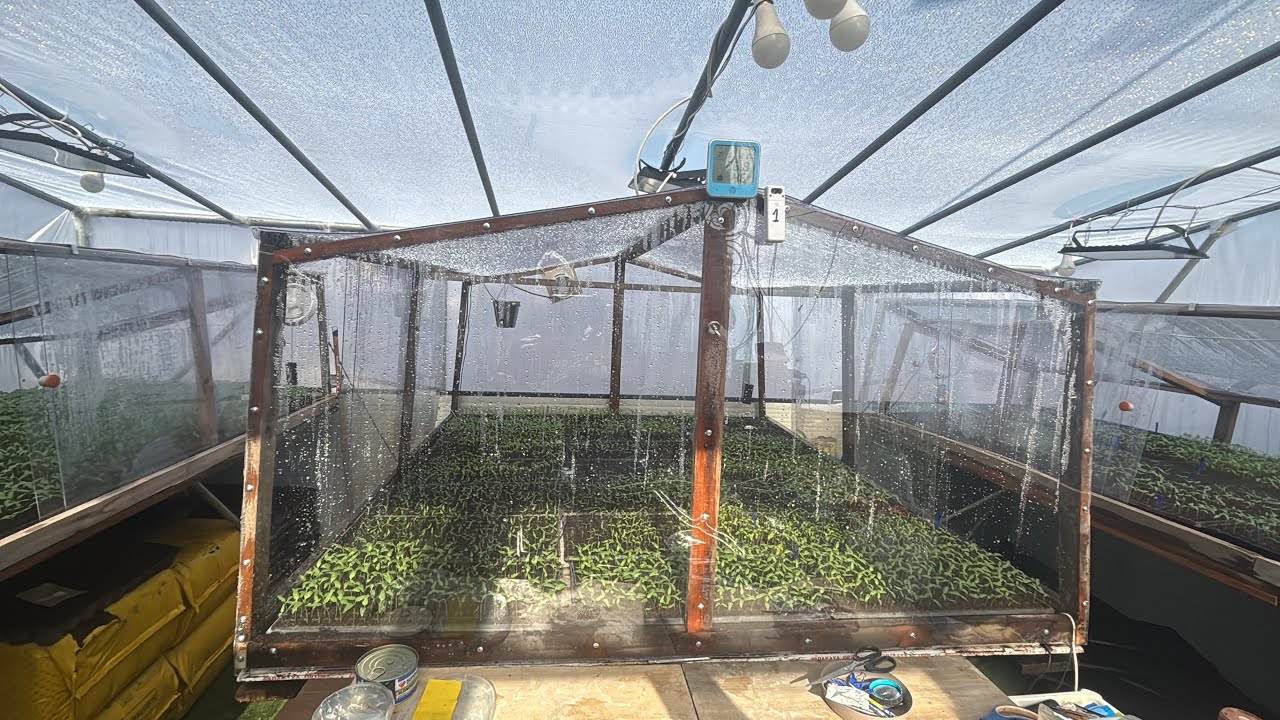 🌱 RĂSADURI LA AER, ÎN LUMINA ZILEI