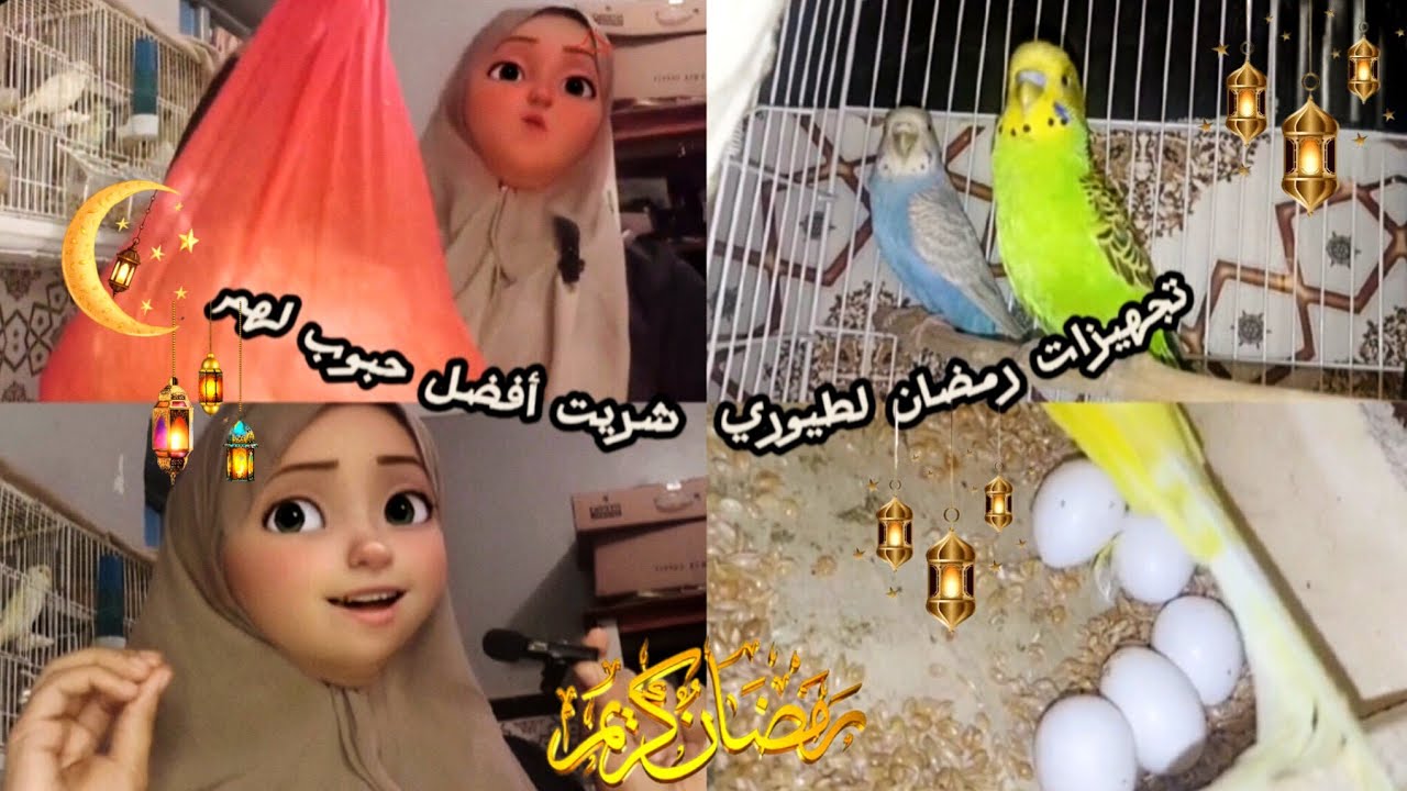 تجهيزات رمضان🌙✨ لطيوري 🐦✨ شريت أفضل حبوب لهم#birds #budgie_videos #lovebirdsfarming #budgies #fyp 