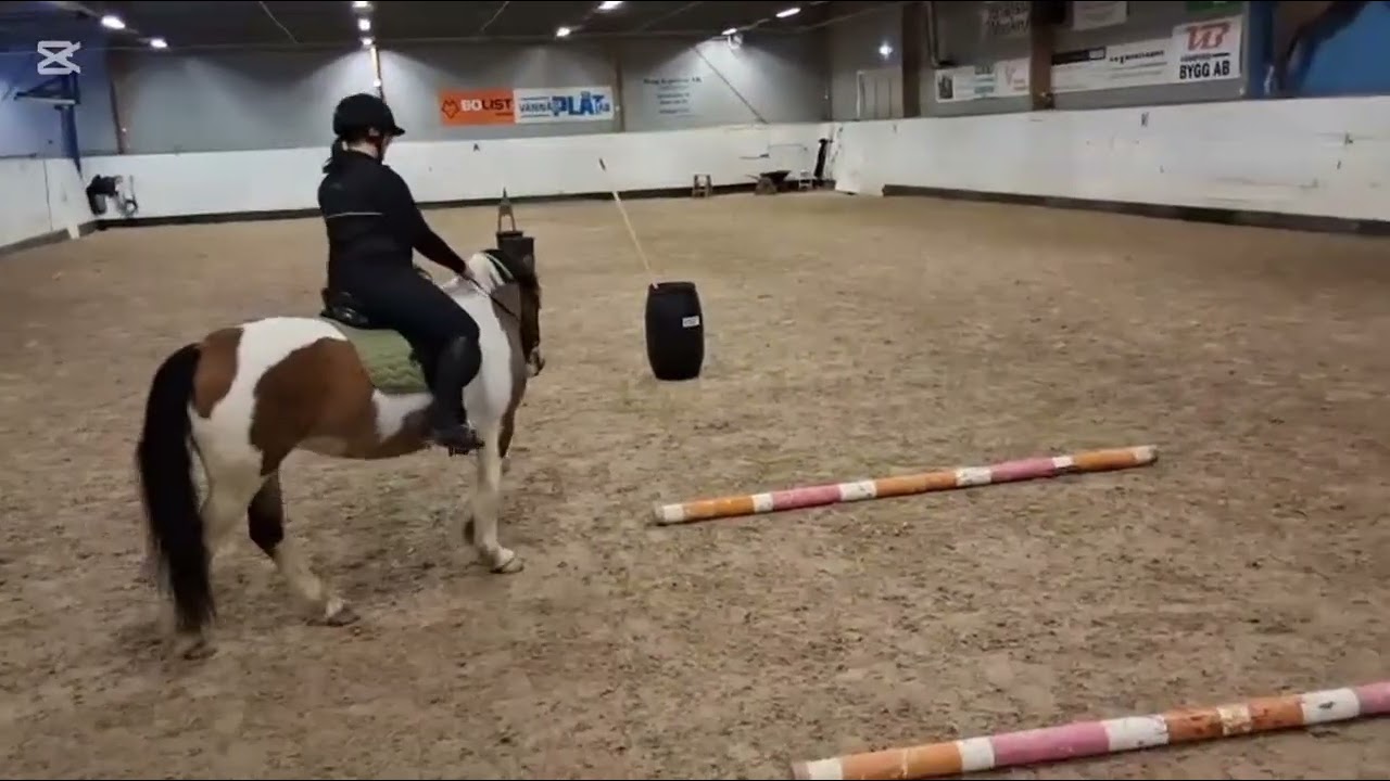 Alla ❤️ dagar WE-träning #equestrianjourney #equestrian #workingequitation #workingequitationsweden 
