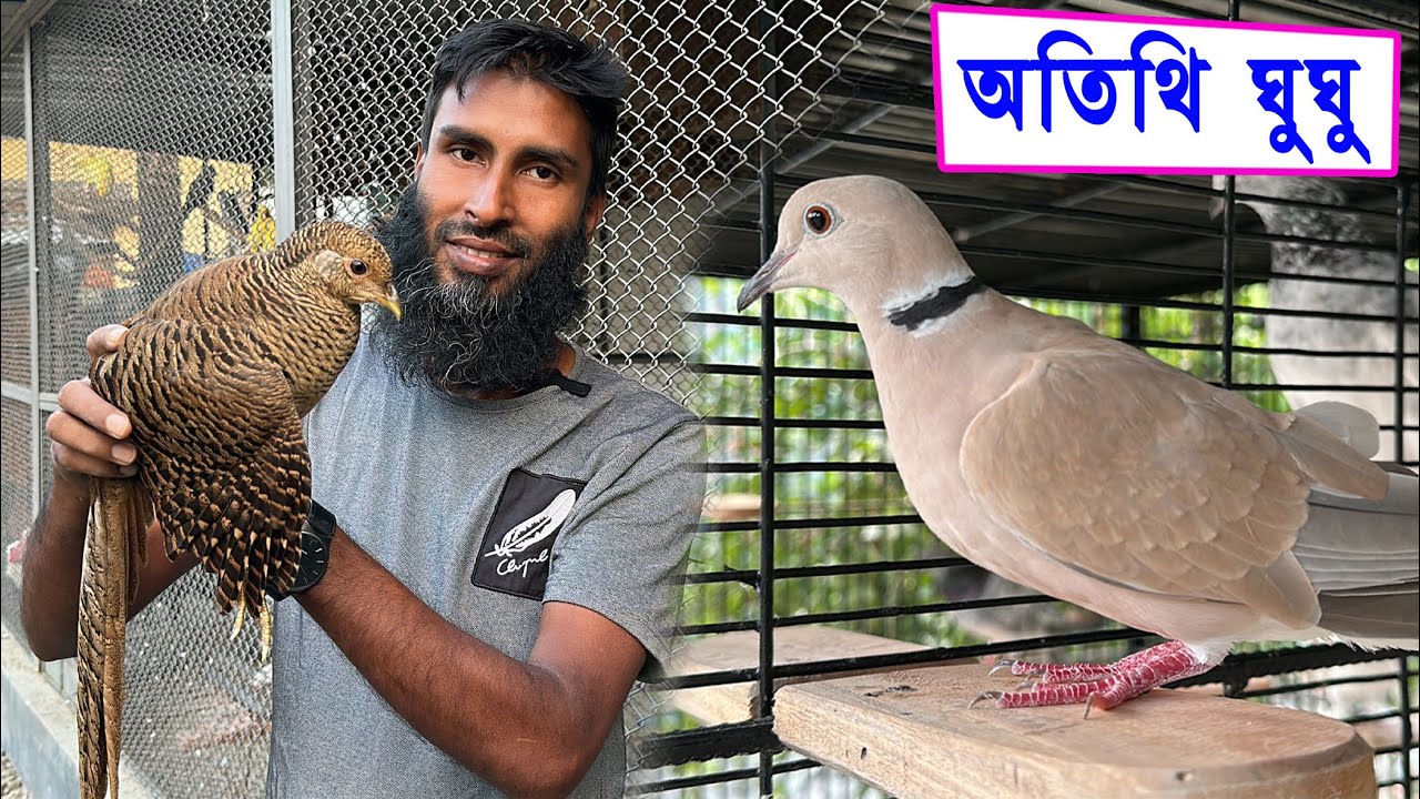 ঘুঘু পাখি কবুতরের ধাপরীতে ঢুকে বসে আছে ! || Bird's Canvas
