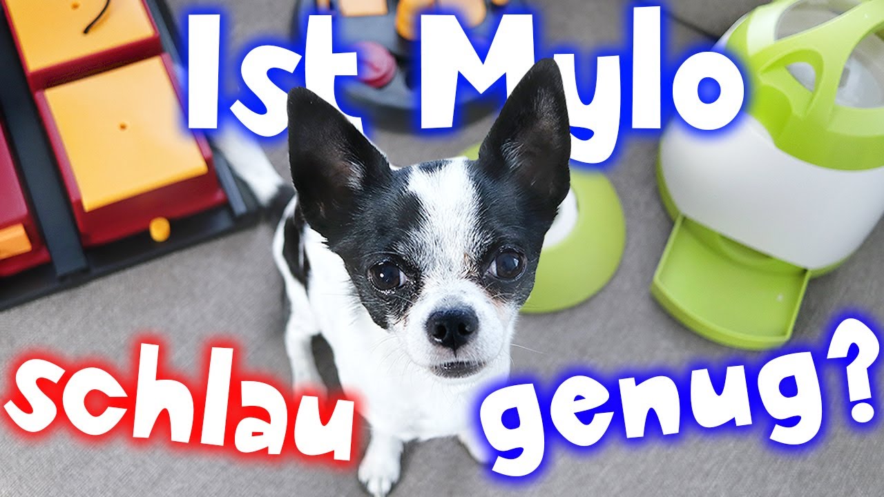 MEIN HUND TESTET INTELLIGENZSPIELZEUG von AMAZON - Wie schlau ist MYLO? TheBeauty2go