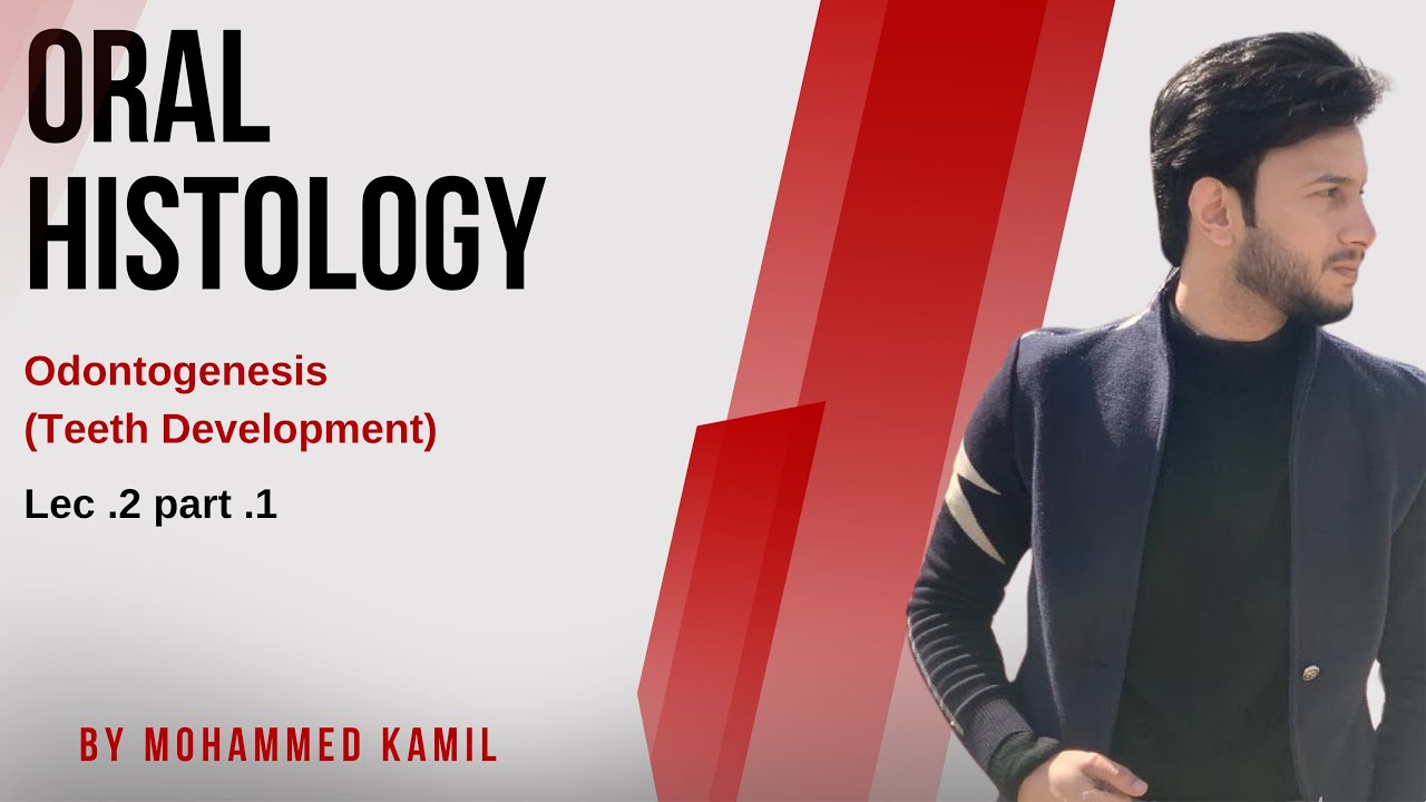 Oral histology lec.2 - part 1 (Tooth development)
