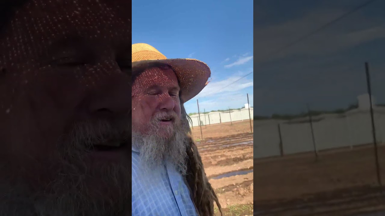 Southern Arizona full sun native soil cannabis grow