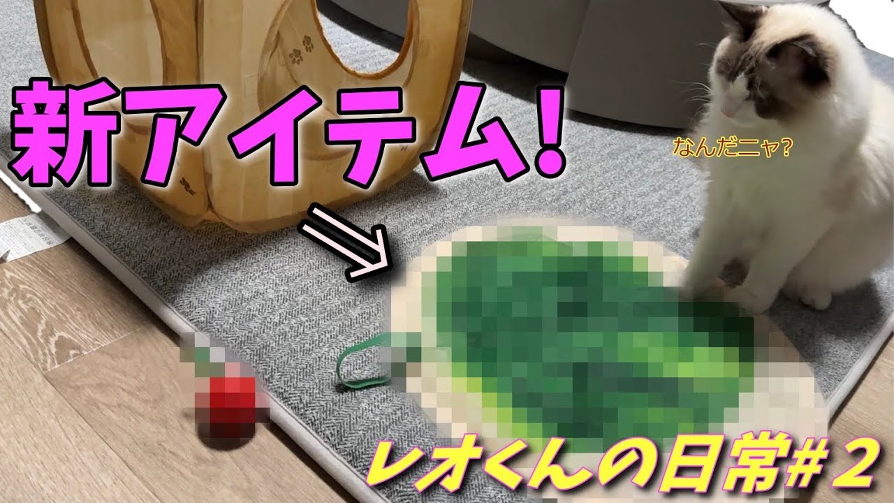 【新しいおもちゃがやってきた！！】レオくんの気になる反応は…！？