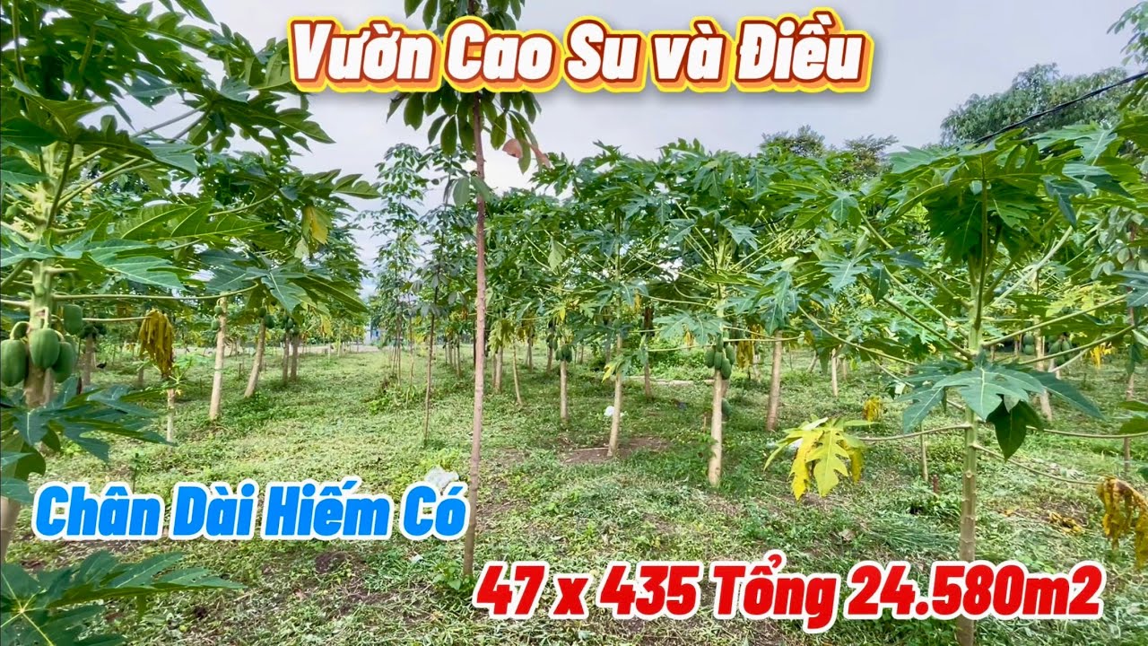 ✅ ĐÃ BÁN