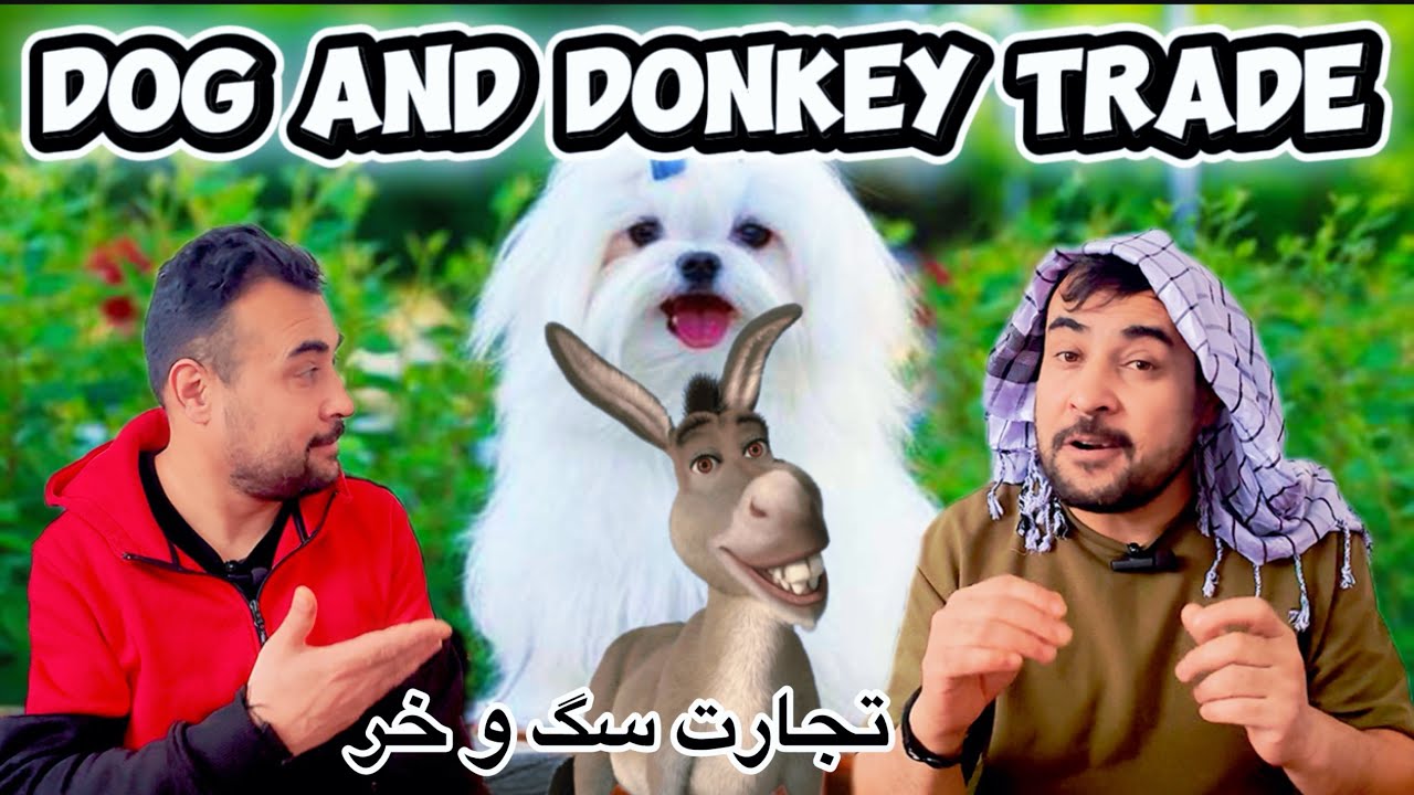 Dog and donkey trade / Comedy / تجارت سگ و خر / طنز کمیدی