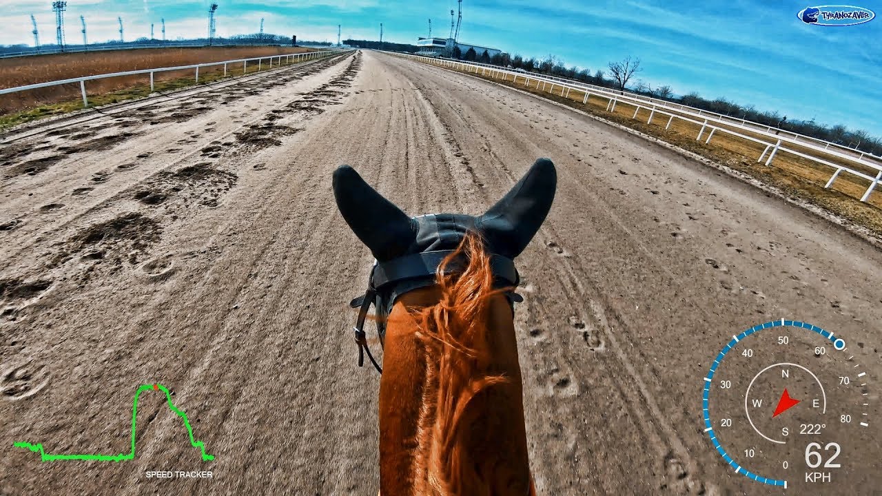 FROM 0 TO 60 Km/H IN 5 SECONDS❗ Natural born SPRINTER❗ True HORSE POWER 💪