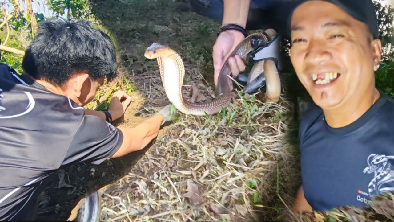 NAG LALAKIHAN NA COBRA AT KING COBRA SA CALASIAO PANGASINAN