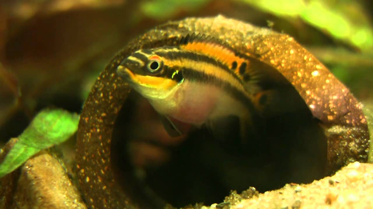 Der Smaragdprachtbarsch Pelvicachromis taeniatus 