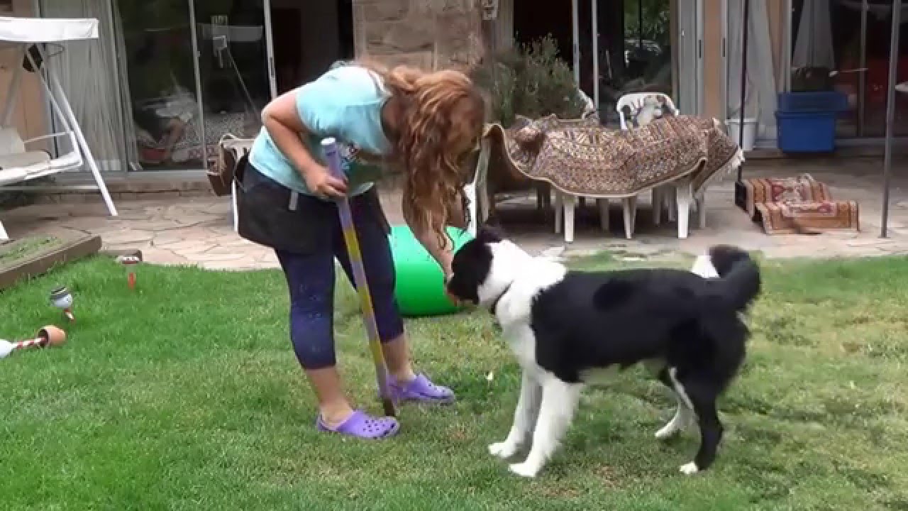 Puppy Class Lesson 4 Mafi Boder Collie