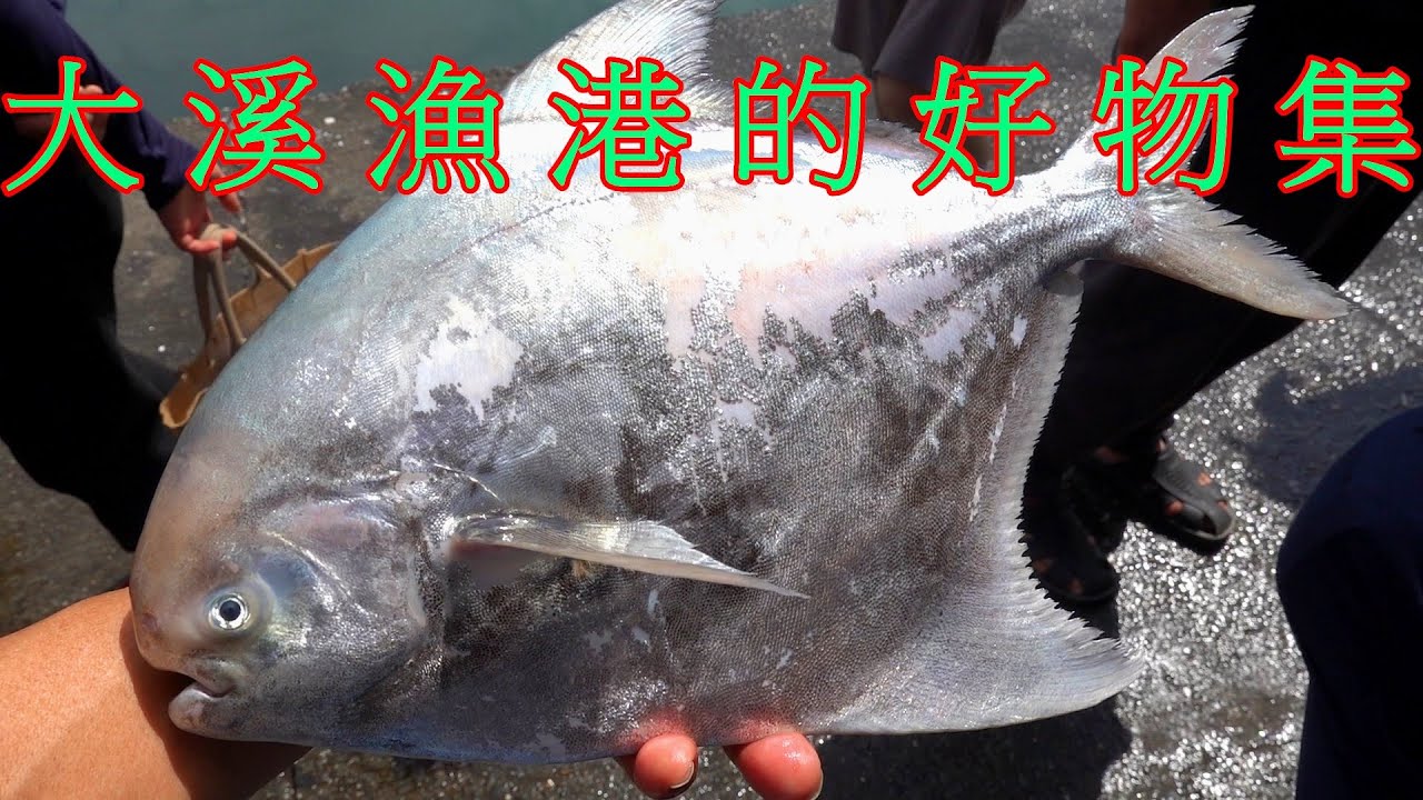 大溪漁港的好物集 ㊣現撈的正鯧 船釣的真鯛 ㊣土魠魚  活跳跳的黃雞魚 石狗公 金花 秋哥 等等好物