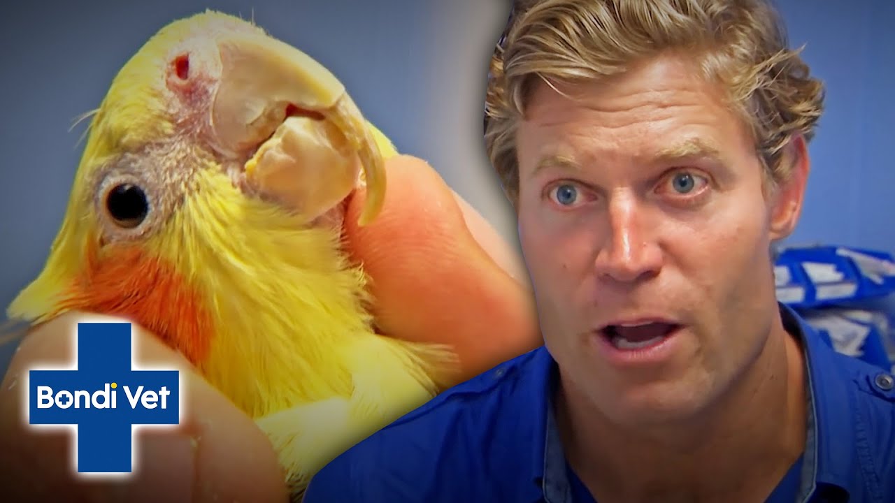 Cockatiels Beak Growing Into Its NECK! | Bondi Vet