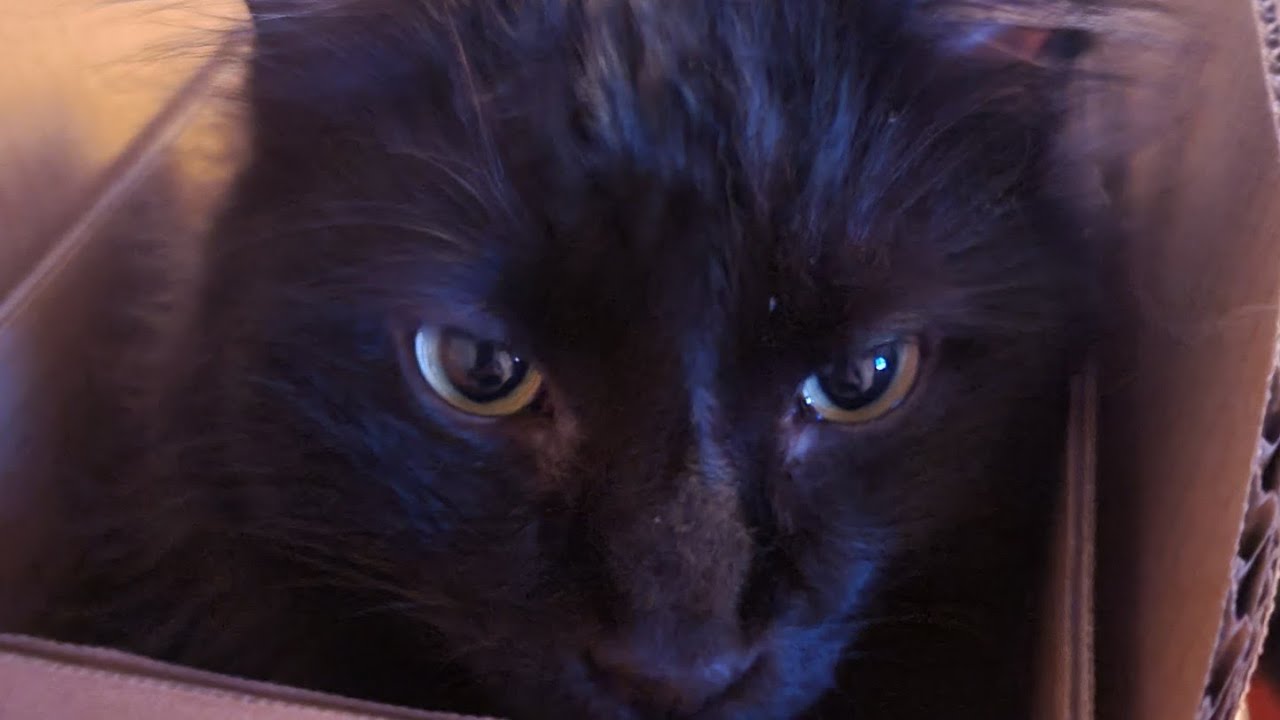 Myths and Superstitions About Black Cats