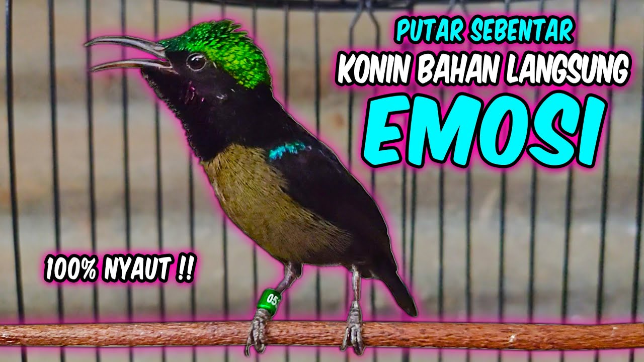 Suara burung KONIN GACOR INI AMPUH bikin KOLIBRI NINJA lain ikut RAJIN BUNYI