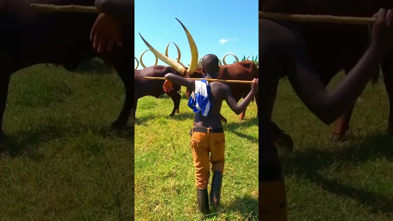 Ankore cows #banyankore #animals