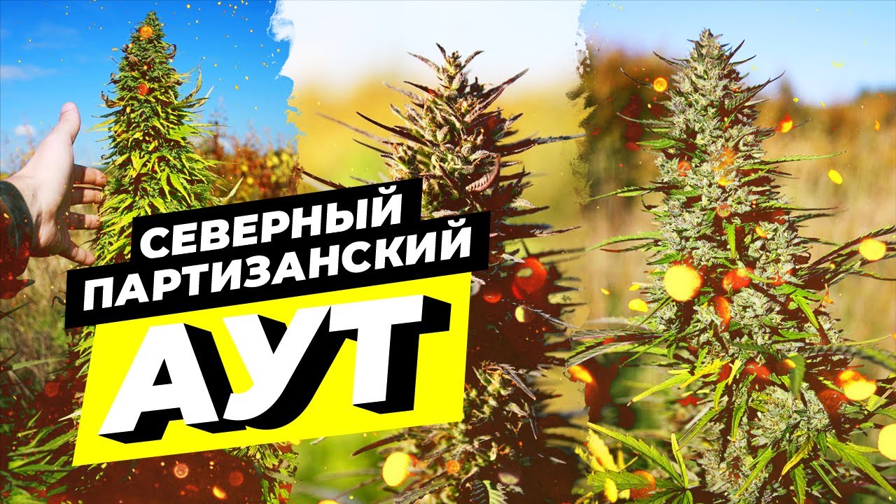 Северный партизанский аут на 60 широте | Сорта от Nucleon и Esbe | Гроурепорт Dzagi