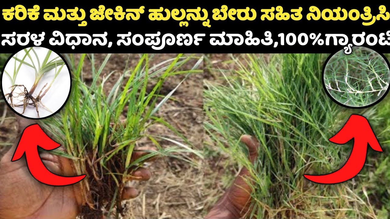 ಕರಿಕೆ ಮತ್ತು ಜೇಕಿನ ಹುಲ್ಲನ್ನು ಬೇರು ಸಹಿತ ನಿಯಂತ್ರಿಸಿ, A-Z ಸಂಪೂರ್ಣ ಮಾಹಿತಿ, roundup herbicide,