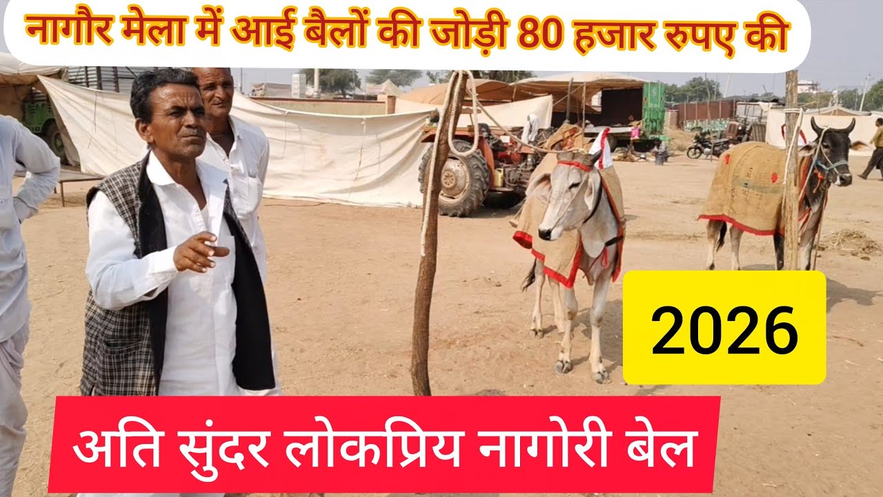 Nagaur pashu mela 2026 || नागौर पशु मेला 2026 ||  80 हजार के बैल मेला नागौर 2026 || नागौर मेला 2026