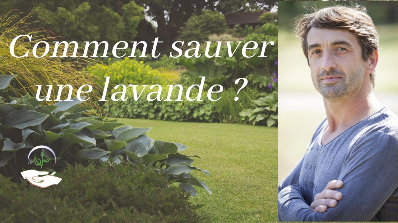 🌾Comment sauver une lavande ?