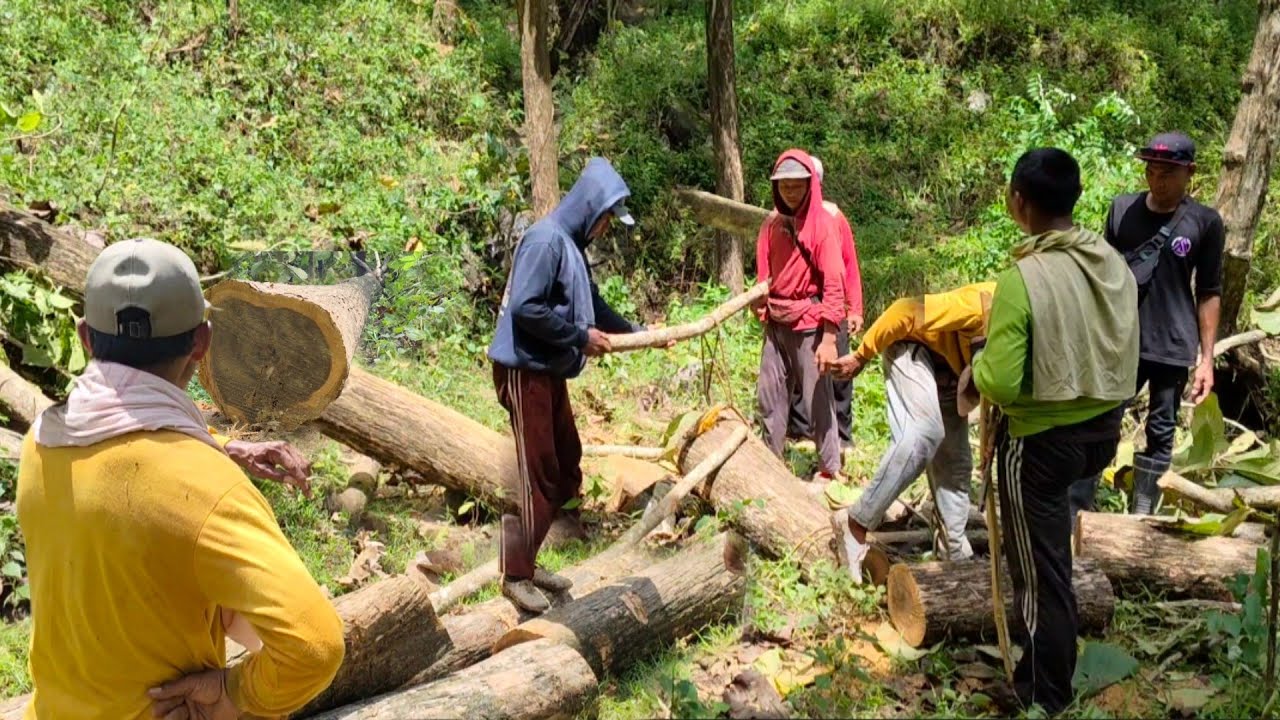 tebang  pohon pertama  kasih nilai sendiri,tebang pohon jati ke dua lebih besar pul galih