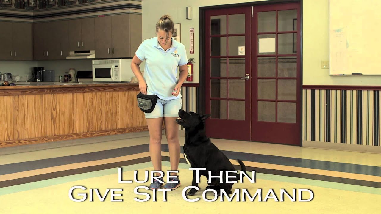 Clicker Training with Quicker Clicker