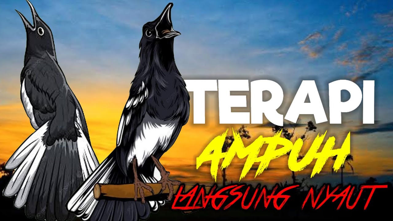 Terapi Kacer ngeplong ini cocok buat pancingan bikin kacer bahan lekas nyaut gacor!