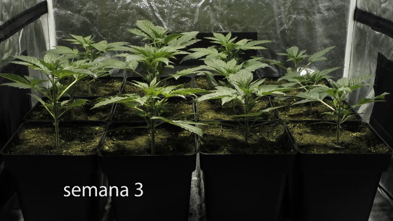 La Barraca 07 #CULTIVO DE AUTOFLORECIENTES EN INTERIOR