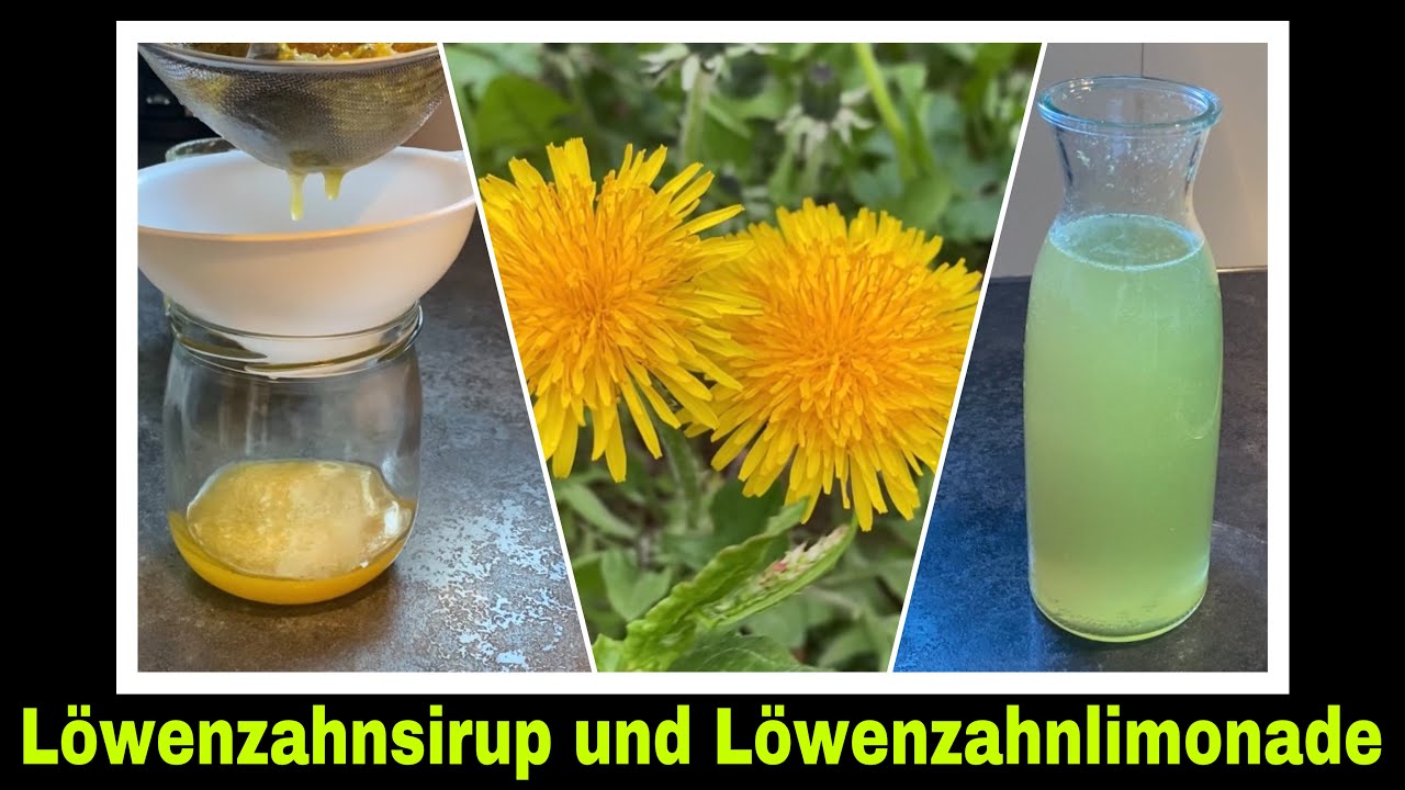 L&ouml;wenzahnhonig ohne kochen | L&ouml;wenzahnsirup Rezept und Limonade selber machen | Selbstversorgung