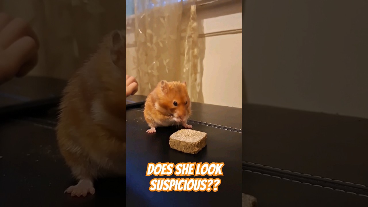 My HAMSTER is acting weird 😐 