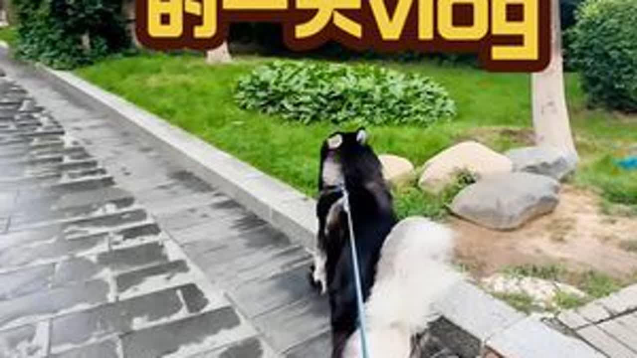 93年全职铲屎官的一天vlog（猫狗双全版）#阿拉斯加 #日常vlog #vlog #猫狗双全 #养狗人