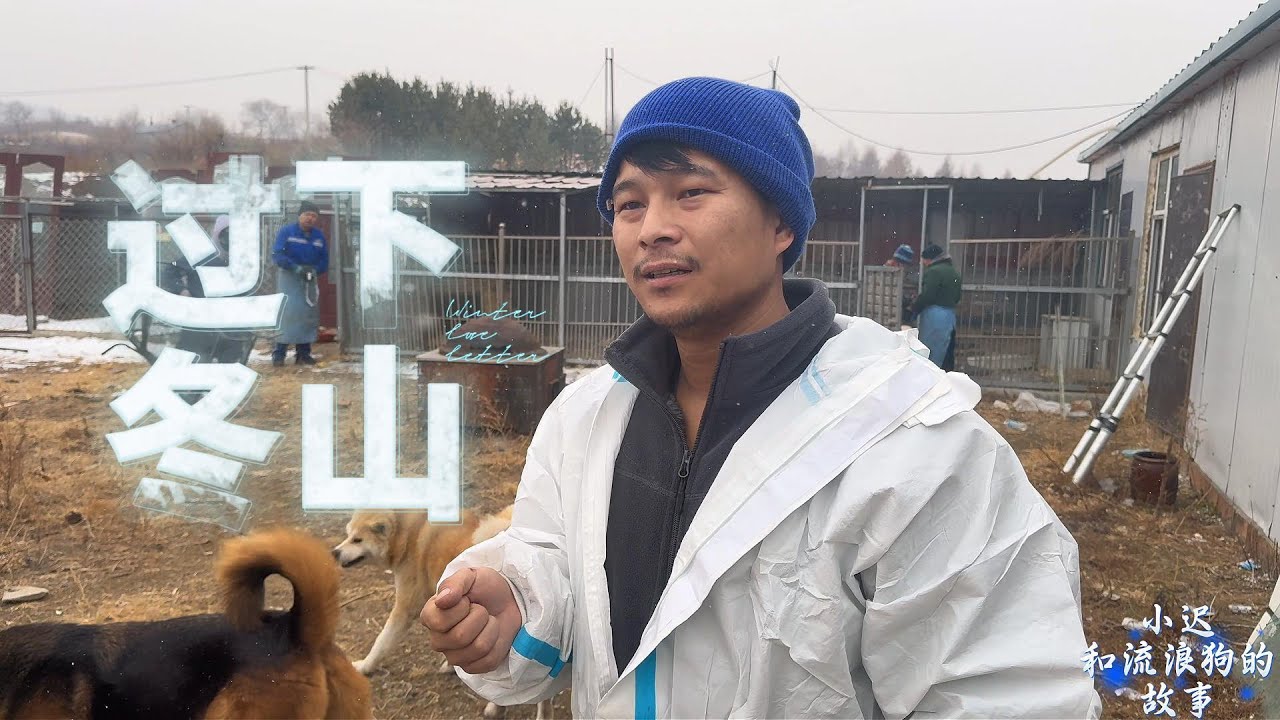 两个场地合并一处，一起抵御冬天，给400 毛孩子取暖，没在家工人把稻草都铺地上了，愁死我了先让狗玩几天吧