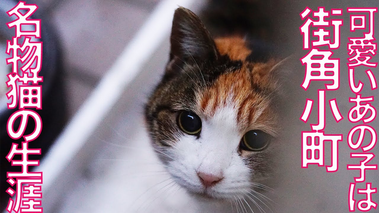 街角小町、街と人に愛されたその生涯　The cat beloved on the street corner