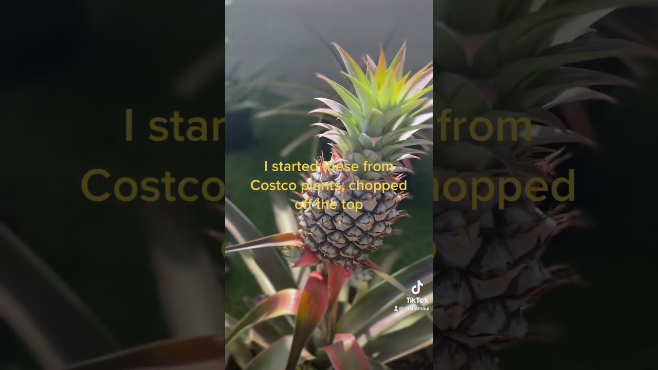 Purple flower on baby pineapple! #alohasasha #maui #pineapple #kwrmwinwin #kwrm