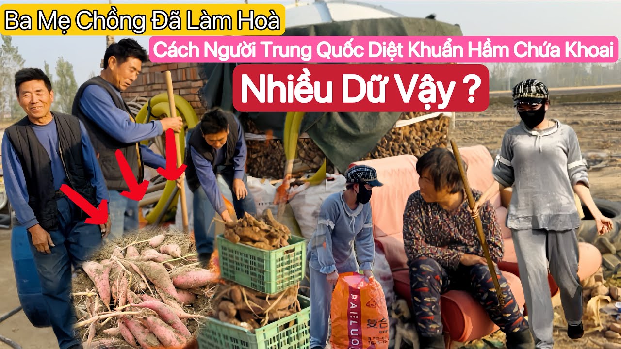 #704] Dâu Việt Mót Khoai Trúng Mánh Ba Mẹ Chồng Trung Giật Mình.Cách Người Trung Quốc Diệt Vi Khuẩn