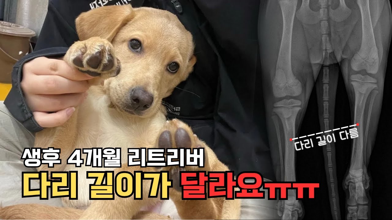 안내견 학교 출신 생후 4개월 인절미의 충격적인 다리 상태ㅣ수술 후 근황