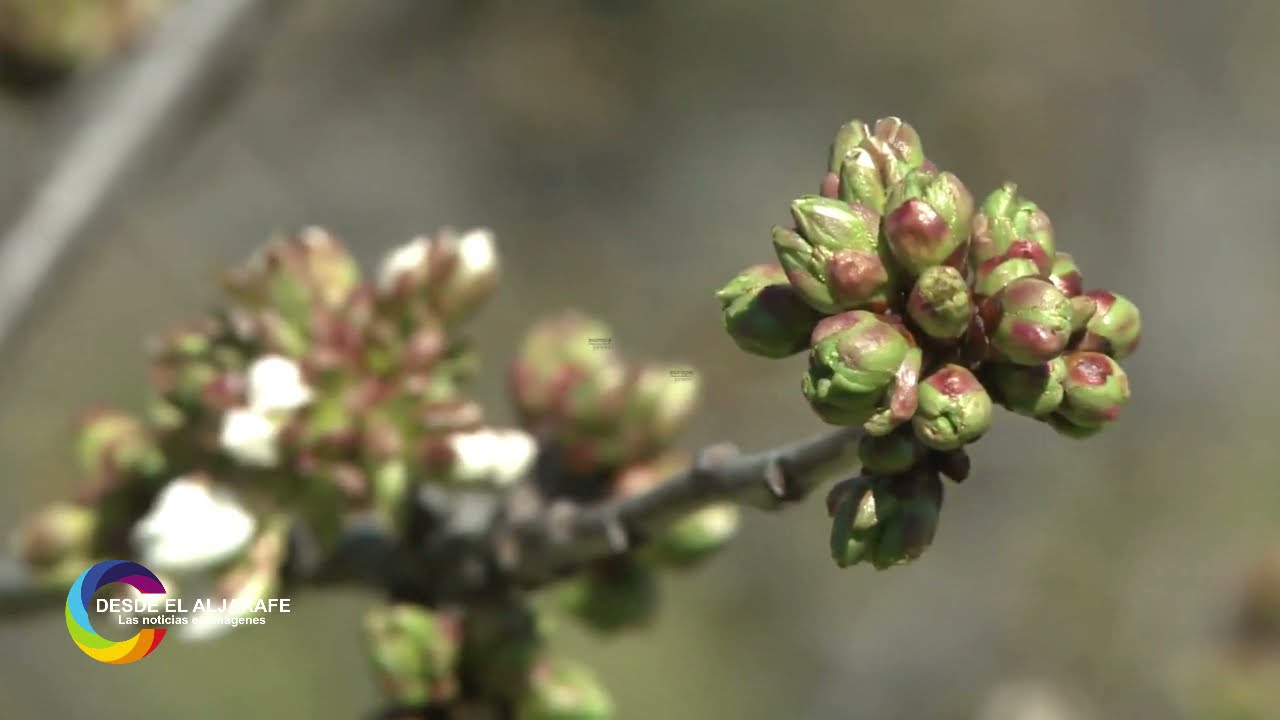 Los cerezos en flor en el Valle del Jerte